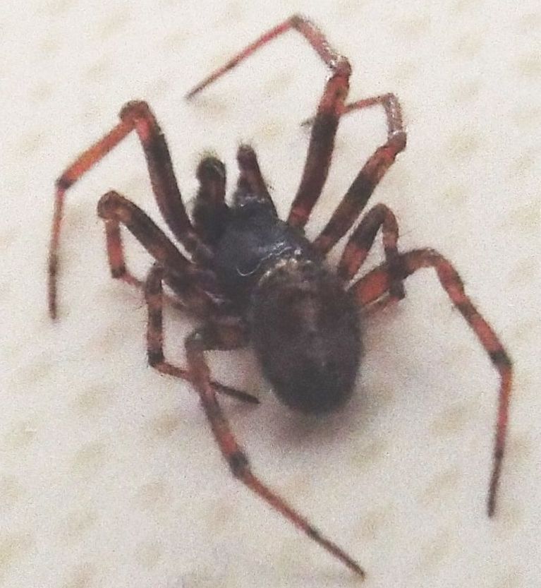 Steatoda bipunctata - Vigo di Fassa (TN)